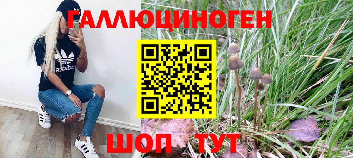 Майкоп  Псилоцибиновые грибы Psilocybine cubensis  Вход с VPN 